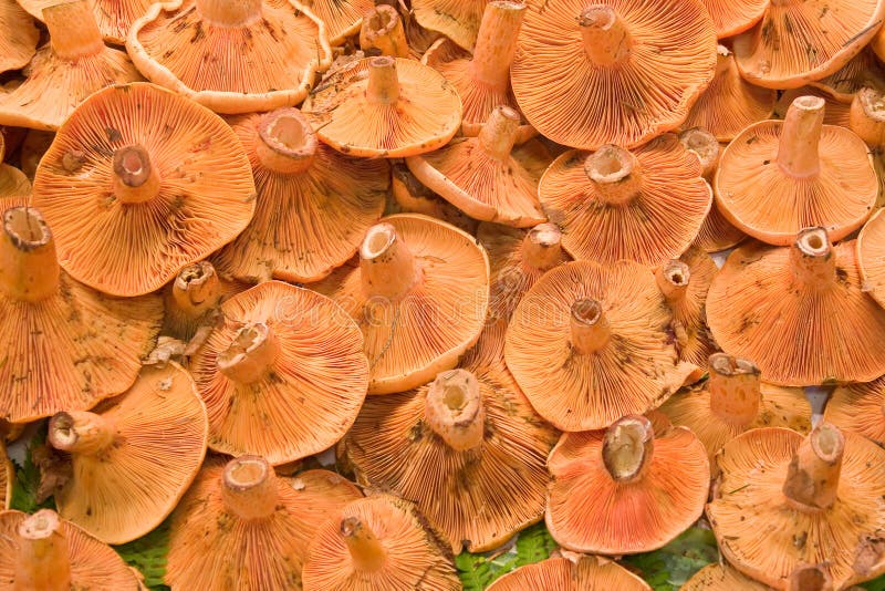 Saffron milk cap stock image. Image of diet, marketplace 7178163