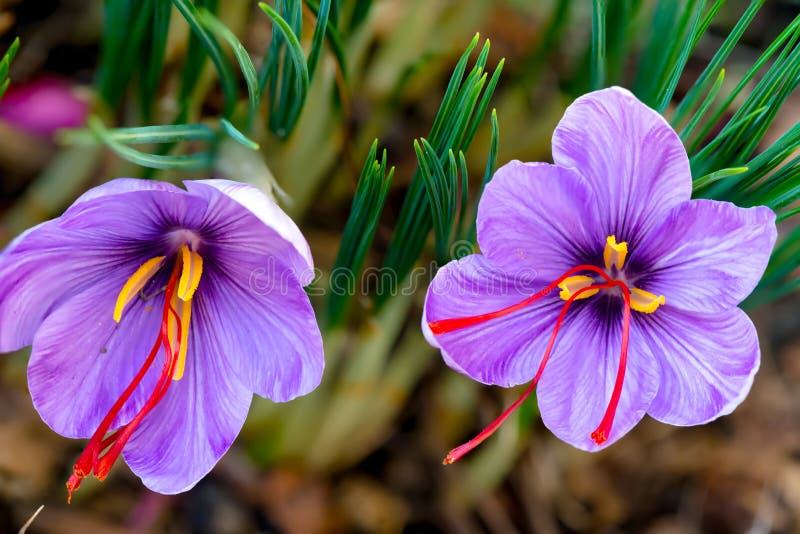 Saffron is a spice derived from the flower of Crocus sativus.