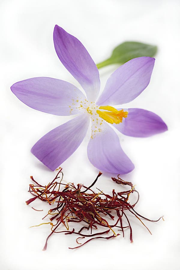 Saffron Spice and Saffron Flowers Stock Photo Image of aromatic