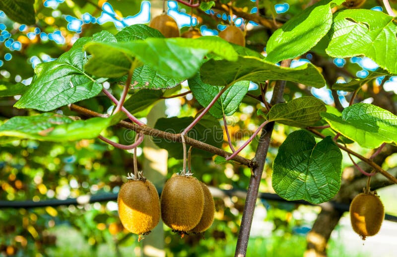 Saftige Früchte der Kiwi Kiwi auf einer Niederlassung im Garten stockbilder Saftige Früchte der Kiwi Kiwi auf einer Niederlassung im Garten stockbilder