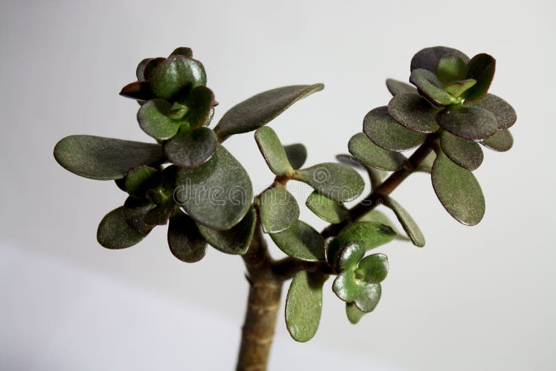 Saftige Niederlassung des Crassula Betriebsauf weißem Hintergrund lizenzfreie stockfotografie Saftige Niederlassung des Crassula Betriebsauf weißem Hintergrund lizenzfreie stockfotografie