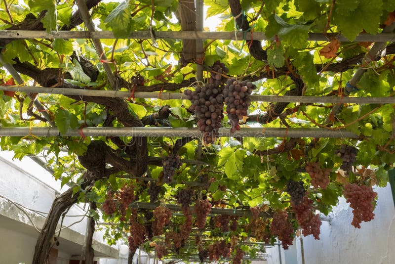 Saftige rote Trauben, die im Hinterhof eines Hauses in Archanes, Kreta wachsen lizenzfreies stockbild Saftige rote Trauben, die im Hinterhof eines Hauses in Archanes, Kreta wachsen lizenzfreies stockbild