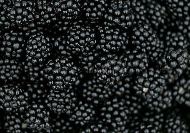 Saftige Sommerfrucht der Blackberry-Brombeerstrauchbeeren-Hintergrundbeschaffenheit