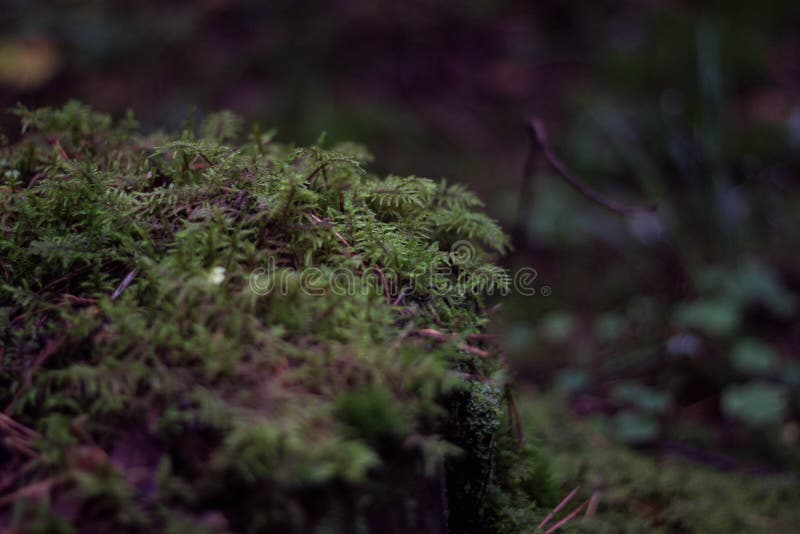 Saftiges gr?nes Moos in der Waldnahaufnahme Sch?nes gr?nes Moos Bushs Waldgras Hintergrund lizenzfreies stockfoto Saftiges gr?nes Moos in der Waldnahaufnahme Sch?nes gr?nes Moos Bushs Waldgras Hintergrund lizenzfreies stockfoto