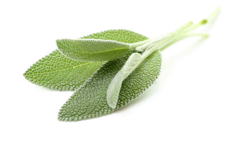 Sage and Lavender stock photo. Image of isolated, natural 13336172