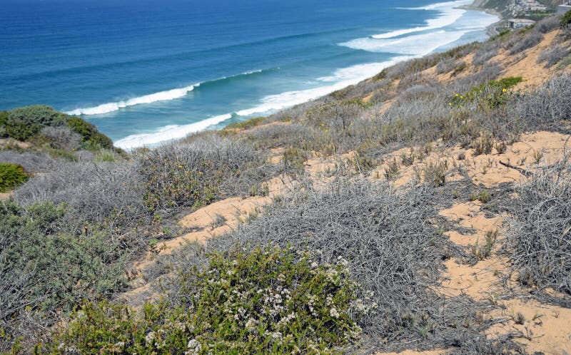 Sage Community costero en el área de Dana Point Headlands Conservation imagen de archivo Sage Community costero en el área de Dana Point Headlands Conservation imagen de archivo