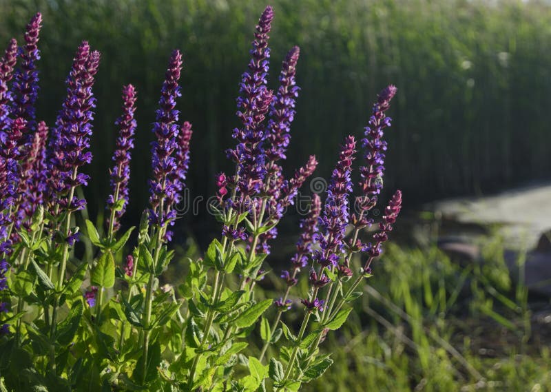 Sage in evening sunlight stock image. Image of green 41816329