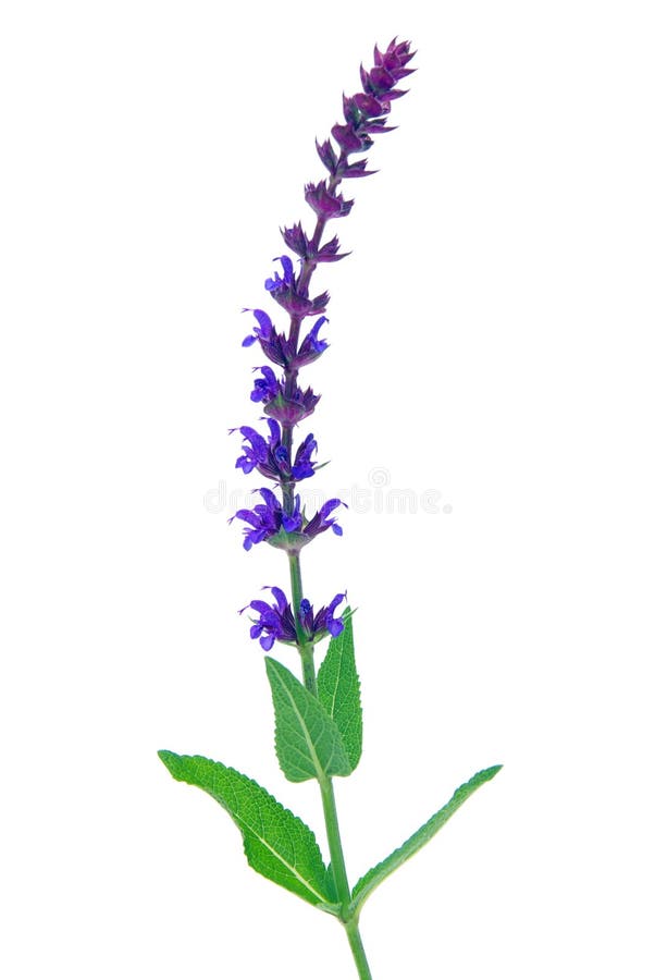 Sage flower isolated stock photo. Image of closeup, bunch 12385066
