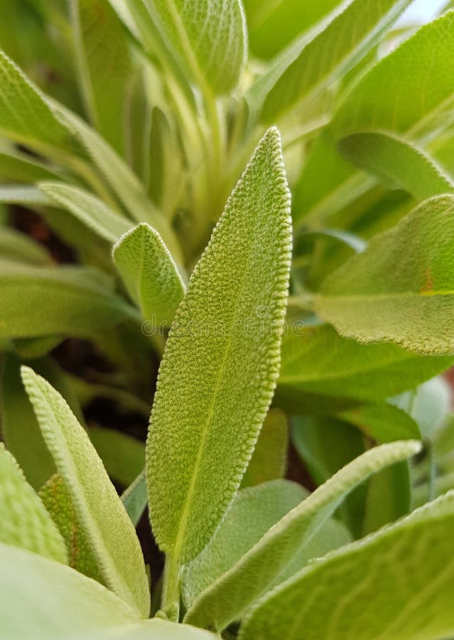 Common Sage. Organic Herb. Detail of Sage. Stock Image Image of