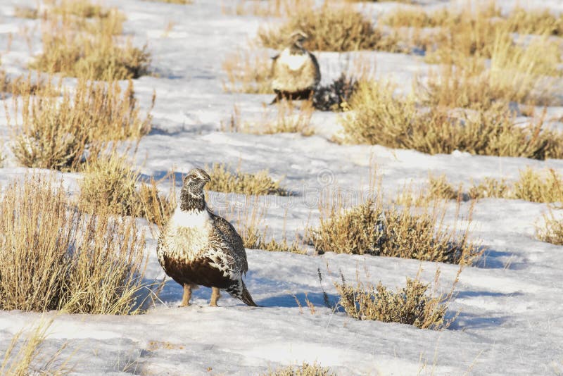 Sage Grouse In Afternoon Sun Detail