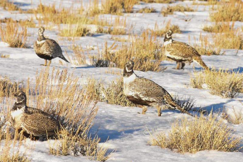 Sage Grouse In Afternoon Sun Multiple