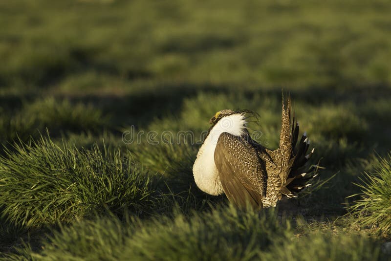 Sage Grouse masculino (urophasianus do Centrocercus) dança nos leks na luz solar dourada da manhã imagens de stock Sage Grouse masculino (urophasianus do Centrocercus) dança nos leks na luz solar dourada da manhã imagens de stock