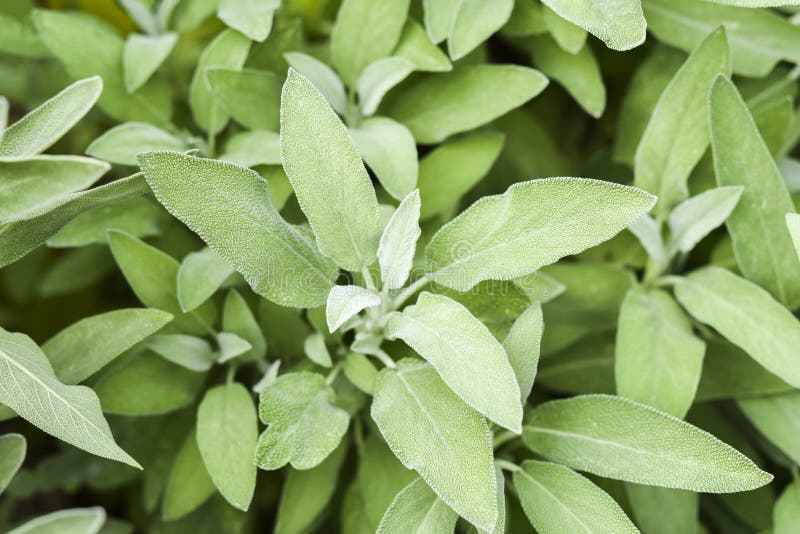 .Sage Growing in a Natural Organic Garden Stock Photo Image of summer