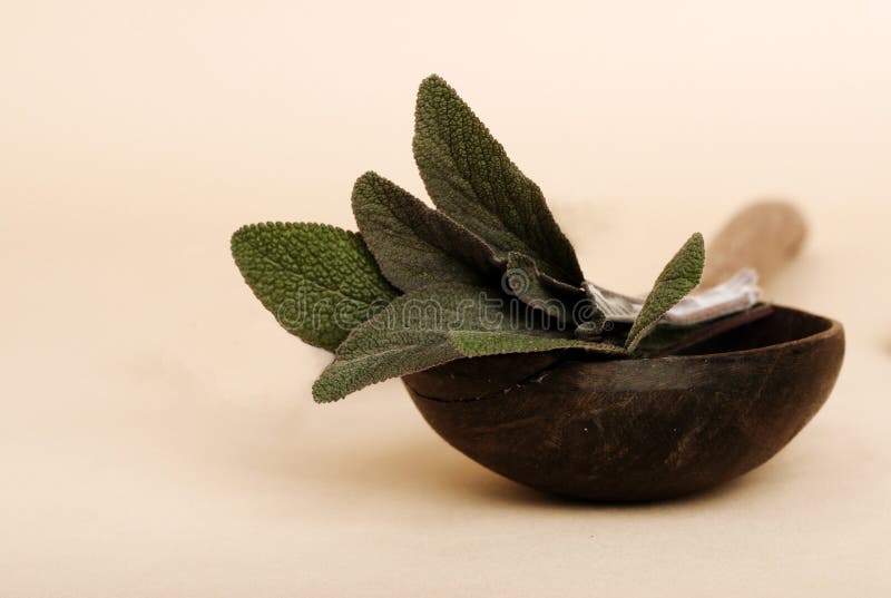 Sage herb stock image. Image of natural, smells, healthy 787519