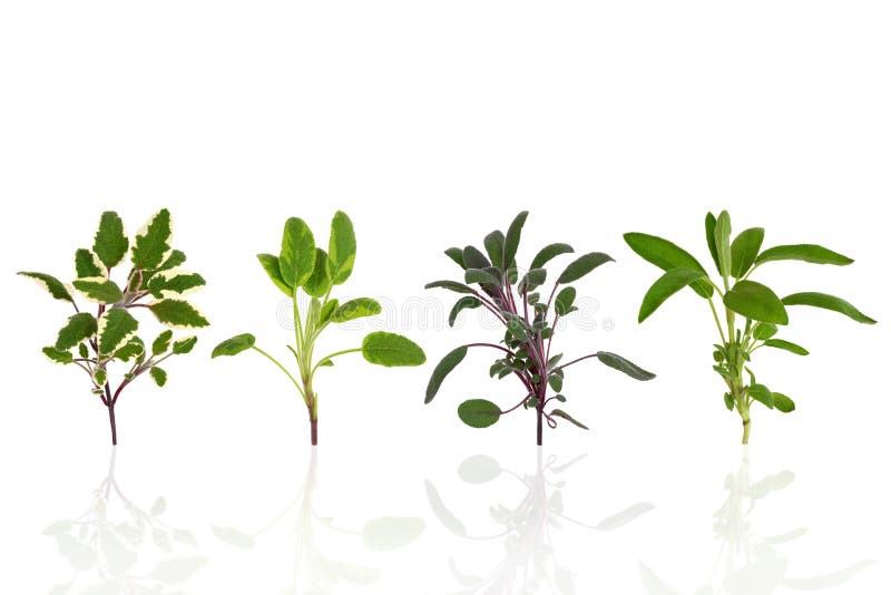 Sage herb leaf specimens of purple, green, tricolor and variegated, over white background. Green herbal drug medicine stock images, royalty-free photos and pictures