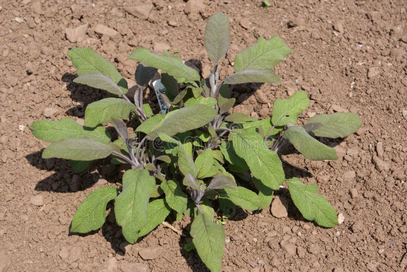 Sage herb growing in land stock image. Image of vegetable 57725407