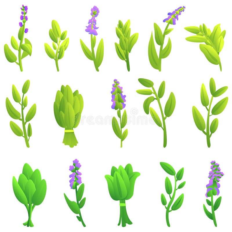 Sage Plant Icon, Cartoon Style Stock Vector Illustration of aroma, isolated 178641225