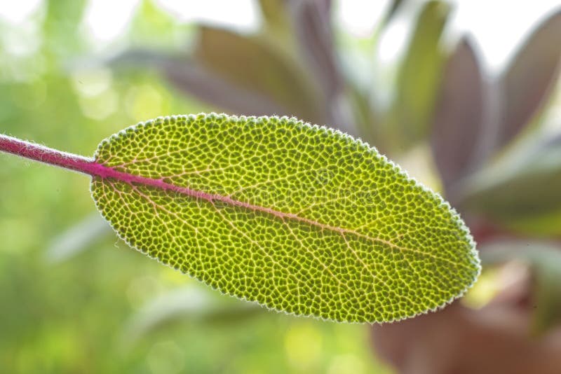 Sage leaf, closeup with a green background. Green herbal drug medicine stock images, royalty-free photos and pictures
