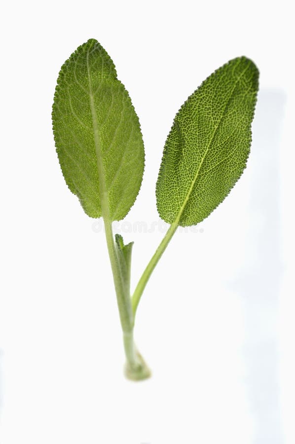 Sage leaves stock photo. Image of sage, ingredient, classical 23704938