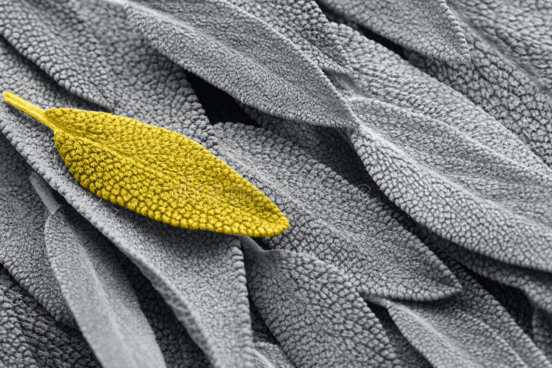 Sage, Sage Leaves Abstract Background, Ultimate Grey and Illuminating