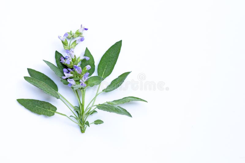 Sage Leaves with Flower on White Background Stock Image Image of