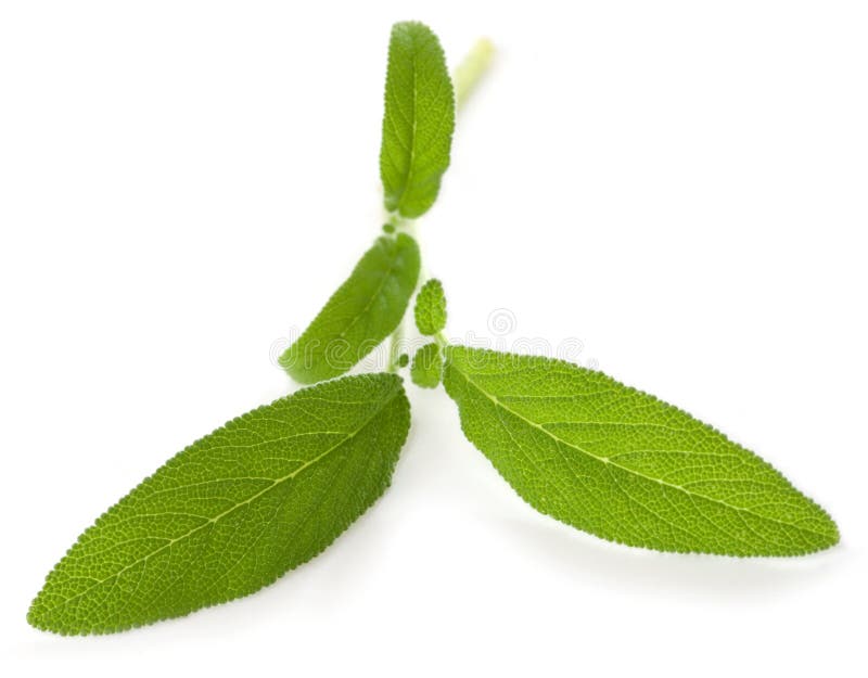 Fresh Sage Leaves Isolated On White Background Stock Photo Image of