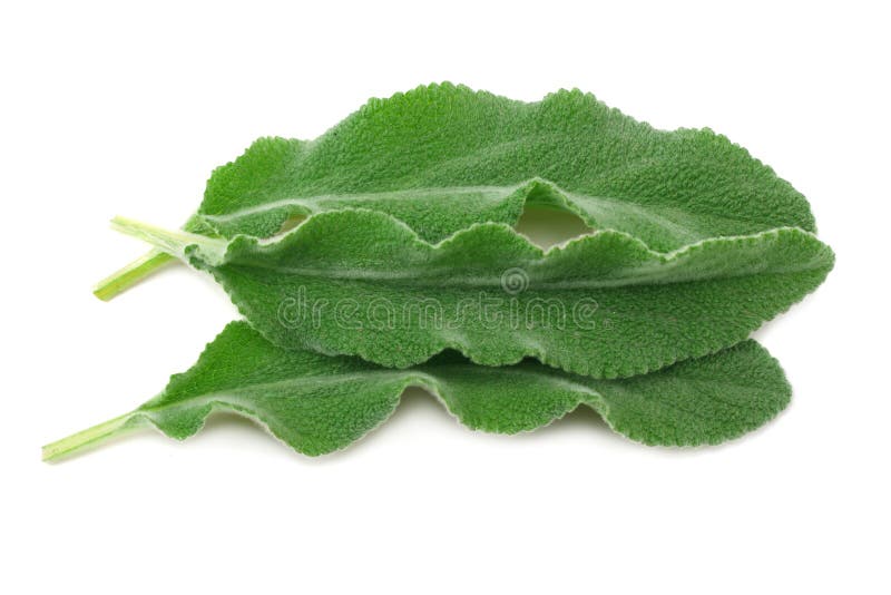 sage leaves isolated on white background. green leaves royalty free stock images sage leaves isolated on white background. green leaves royalty free stock images