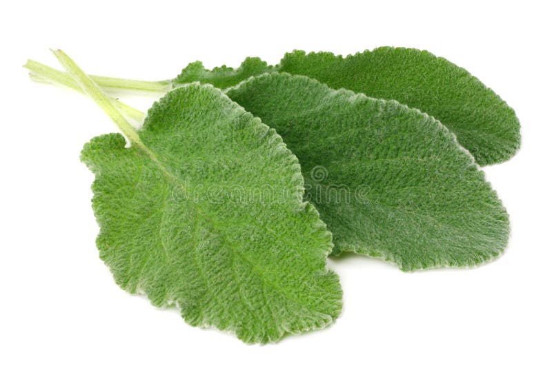 sage leaves isolated on white background. green leaves stock images sage leaves isolated on white background. green leaves stock images