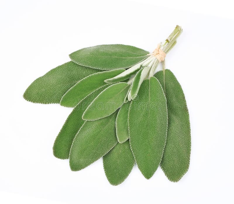 Sage leaves stock image. Image of organic, food, nature 29995229