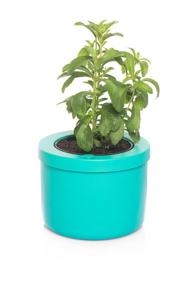 Sage plant in a pot stock image. Image of nature, natural 108733913