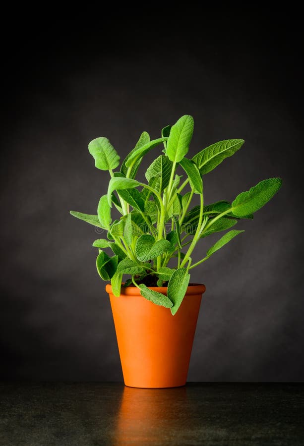 Sage Plant Growing in Pot stock foto. Image of groen 94063038