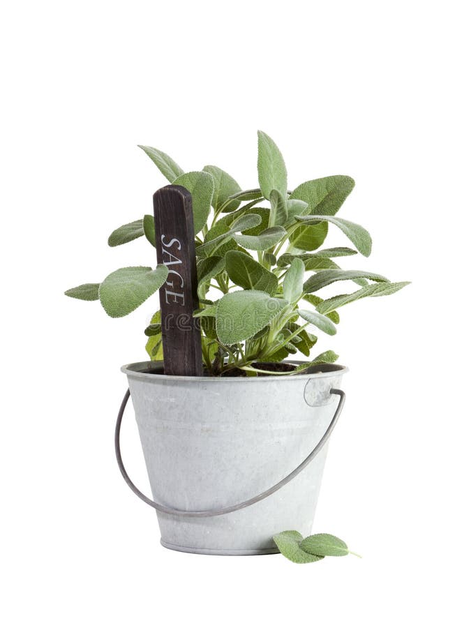 Sage plant in tin bucket isolated royalty free stock images