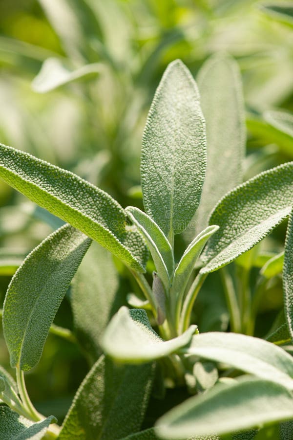 Sage Plants in Mediterranean Garden Stock Image Image of officinalis