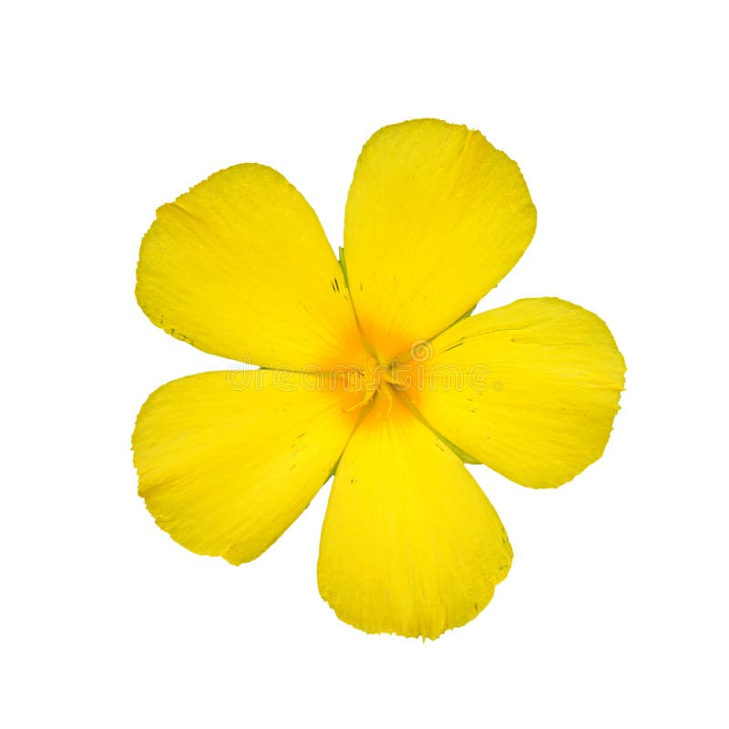 Sage rose, yellow flower stock image. Image of petals 58549545