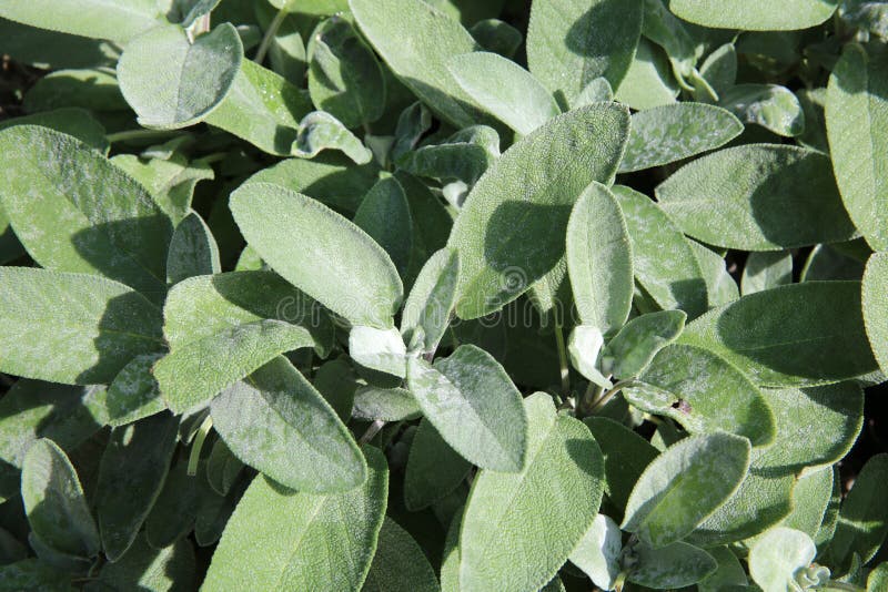 Sage stock photo. Image of medicinal, cooking, cough 44752528