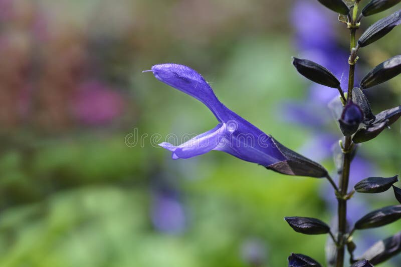 Sage Spencer Lake stock photo. Image of outdoors, garden 290103104