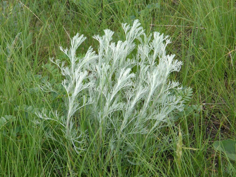 Sagebrush steppe stock image. Image of sagebrush, grass 12942199