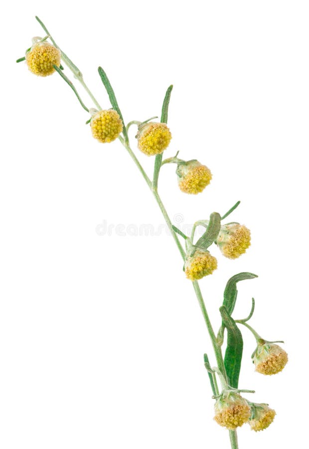 Absinthium Artemisia Absinthium Stock Photo - Image of closeup ...
