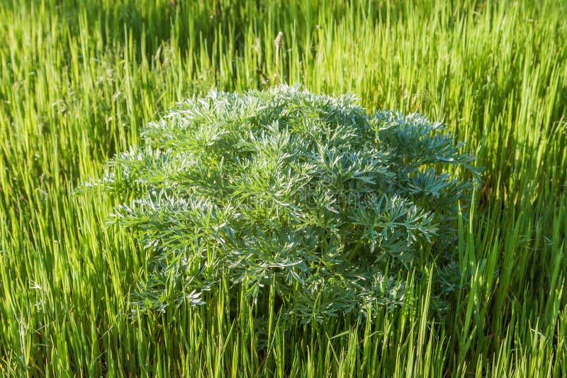 Sagebrush stock photo. Image of view, drawing, wormwood 40912496