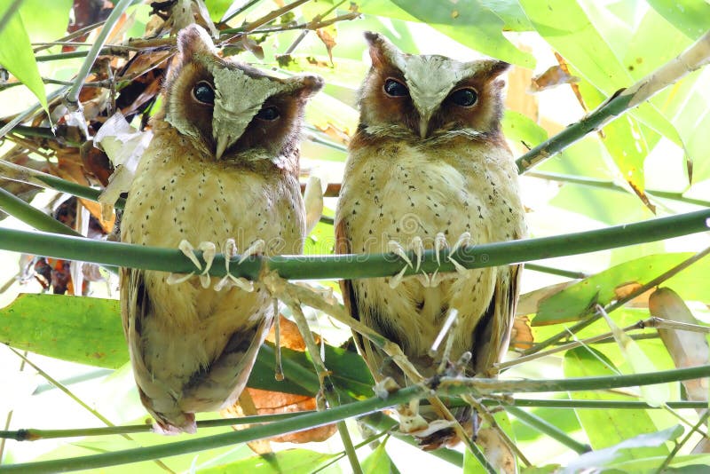Sagittatus dal petto bianco di Scops Owl Otus