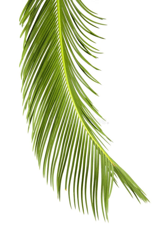 Sago cycas leaf