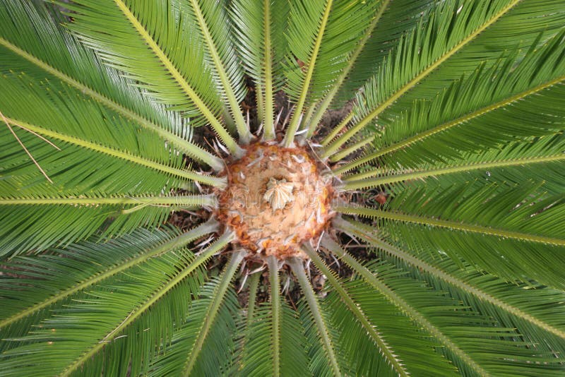 Sago Palm