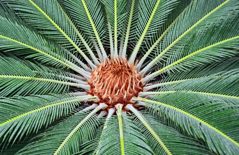 Sago Palm