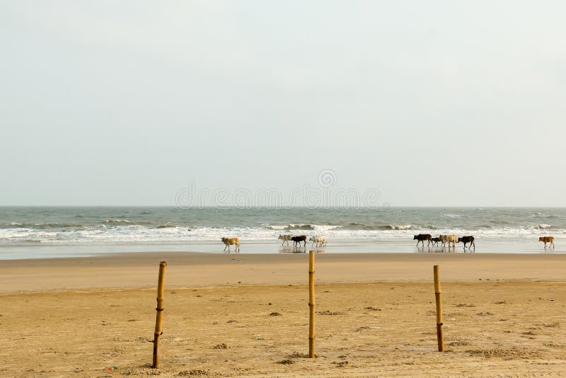 Sagradas vacas pastan en grupos que pasan días soleándose en cálida arena en la playa de Goa Sea El Océano Índico en segundo plan fotos de archivo Sagradas vacas pastan en grupos que pasan días soleándose en cálida arena en la playa de Goa Sea El Océano Índico en segundo plan fotos de archivo