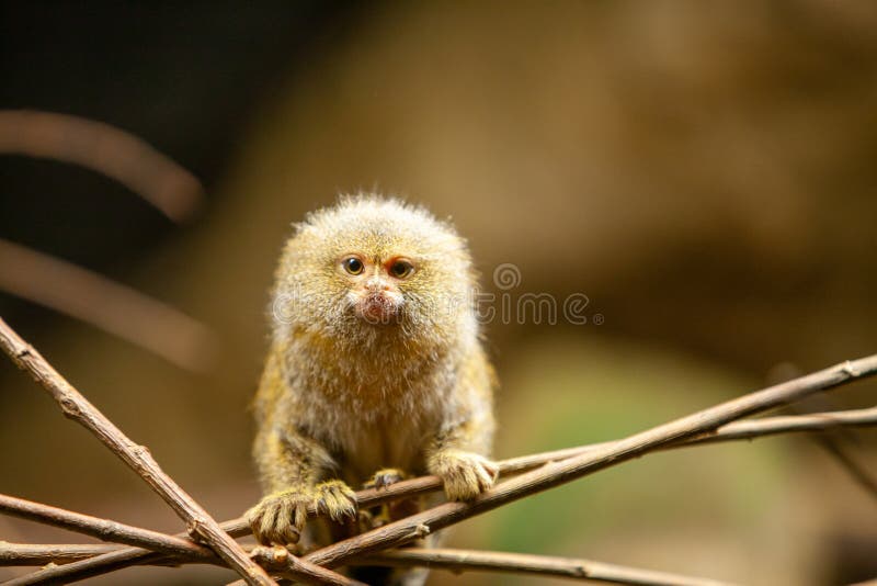 Detalhe Do Macaco-sagui Na árvore. Foco Seletivo Imagem de Stock - Imagem  de primata, animal: 202424853