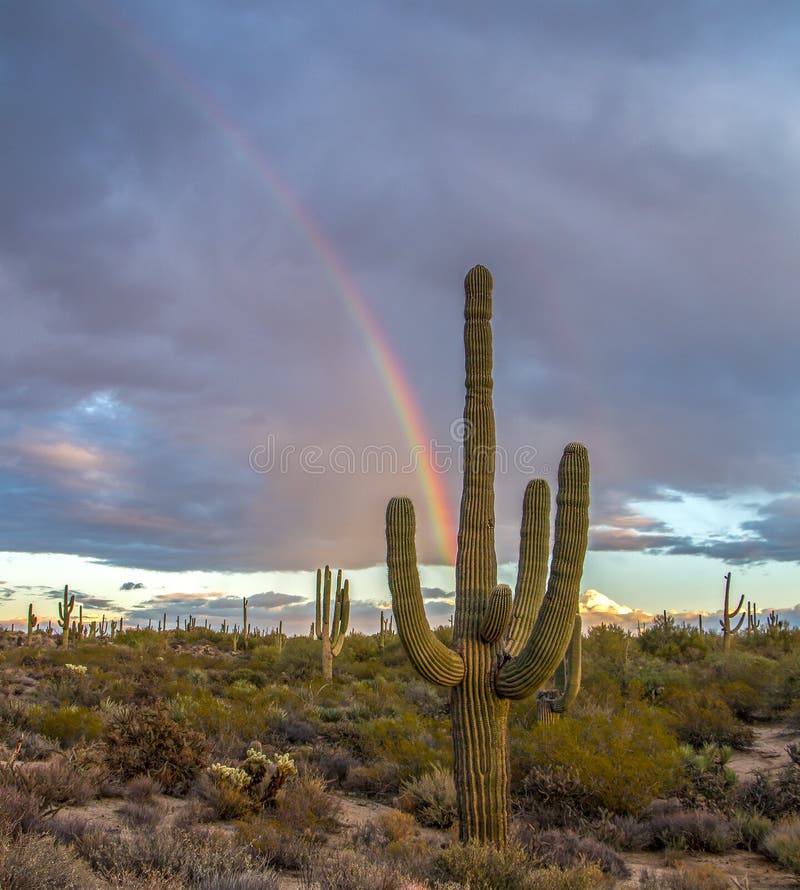 Saguaro Cacti And Rainbow In Arizona Desert Near Scottsdale Stock