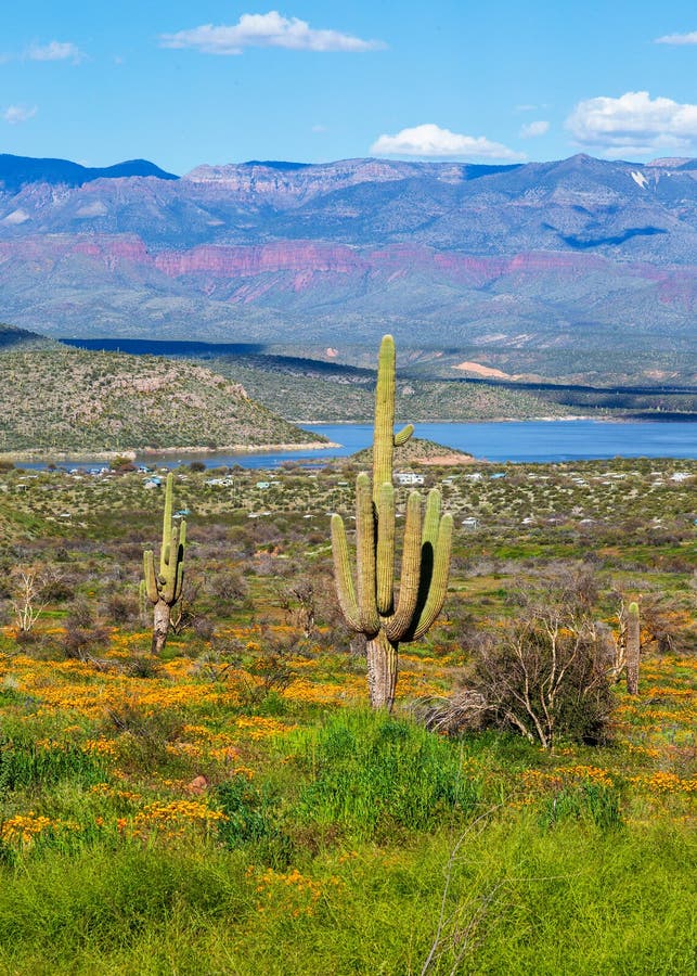Saguaro Cacti and Wildflowers by Arizona Desert Lake in the Spring