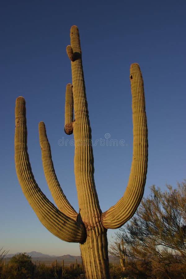 Saguaro Cactus