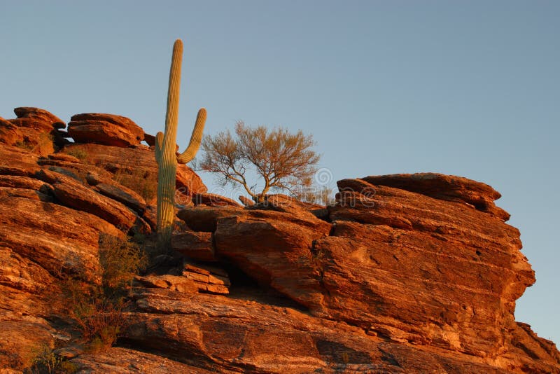 Saguaro Cactus