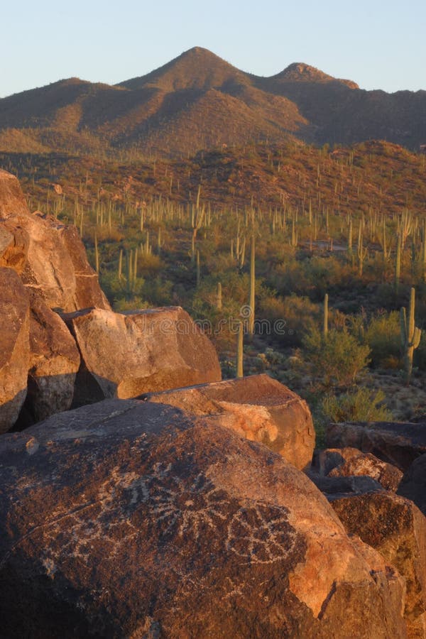 Saguaro Cactus